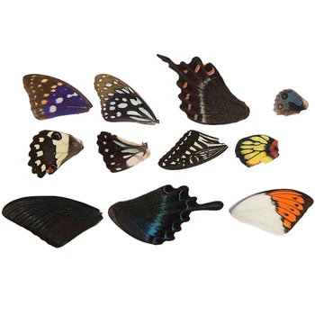 100ks Skutečná Motýlí Křídla Náhodný Dárek DIY Šperky, umělecká Díla, Umění, Ruční práce